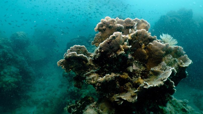 A giant clam is seen next to a replenished coral reef in the waters off Man Nai Island, off the coast of southeastern Rayong province, Thailand, February 28, 2024. REUTERS/Napat Wesshasartar