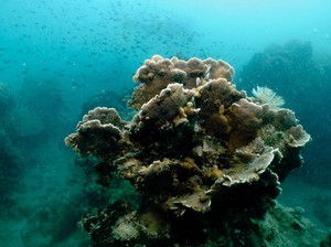 Terumbu Karang Itu Hewan atau Tanaman? Cek Fakta Ilmiahnya di Sini!
