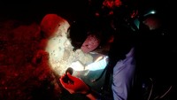 Fenomena pemijahan yang hanya terjadi satu kali setiap tahun ini dipicu oleh isyarat siklus bulan, suhu air, pasang surut, dan arus. Para ilmuwan dari Departemen Sumber Daya Kelautan dan Pesisir Thailand yang menggunakan peralatan selam telah menunggu momen ini dan bergegas mengumpulkan sperma dan telur karang yang akan dibawa kembali ke laboratorium untuk dipelihara hingga cukup dewasa untuk dikembalikan ke laut untuk dihuni kembali. batu karang.  