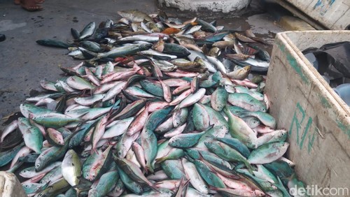 Ikan-ikan hasil tangkapan pelaku dengan cara mengebom.