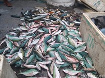 Polairud Polda NTT Tangkap 5 Pengebom Ikan di Ende