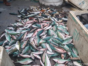 Polairud Polda NTT Tangkap 5 Pengebom Ikan di Ende