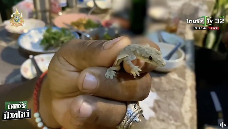 Gokil! Pria Ini Nekat Makan Cicak Hidup untuk Obat Kuat