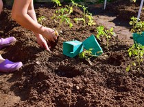 Alasan Kenapa Berkebun di Rumah Itu Baik
