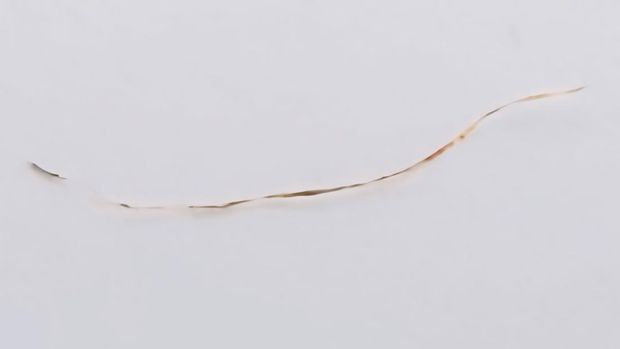 Ini Dia Penampakan Rambut Harimau Jawa Sukabumi Yang Diteliti BRIN