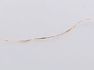 Penampakan Sehelai Rambut Milik Harimau Jawa yang Diteliti BRIN