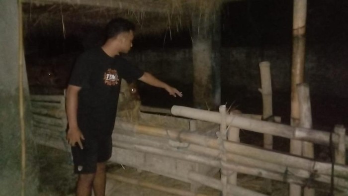Kandang sapi warga di Blitar yang jadi korban pencurian
