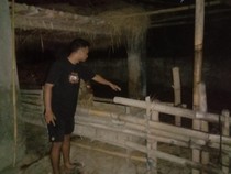 Maling Ternak Merajalela di Blitar, Curi Sapi Diangkut Pakai Gran Max