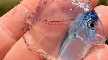 Ikan mungil transparan ini dinamai Juvenile Surgeonfish yang merupakan spesies sama seperti ikan Dory. Jenis ini dapat ditemukan di berbagai perairan salah satunya di Selandia Baru. Ikan ini dapat tumbuh hingga 30cm. (Foto: boredpanda)