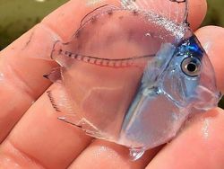 Kumpulan Hewan Transparan yang Bikin Mata Terpukau