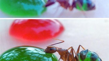 Coba lihat tubuh semut-semut yang sedang makan ini. Makanannya yang masuk ke tubuh mereka dapat kita lihat. Ini adalah jenis semut pharaoh atau Monomorium pharaonis yang banyak ditemukan di daerah tropis. (Foto: boredpanda)