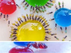 Kumpulan Hewan Transparan yang Bikin Mata Terpukau