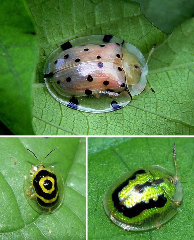 Kumpulan Hewan Transparan yang Bikin Mata Terpukau