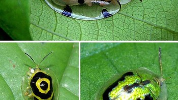 Kumbang ini berjenis tortoise shell beetle. Tubuh kumbang ini memang tidak transpran sepenuhnya, melainkan hanya bagian cangkangnya yang tembus pandang. Bagian transparan tersebut digunakan sebagai pelindung diri untuk menyamar dari musuh. (Foto: boredpanda)