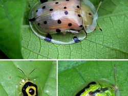 Kumpulan Hewan Transparan yang Bikin Mata Terpukau