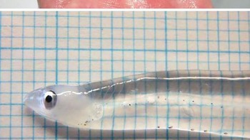 Leptocephalus adalah larva transparan dan datar dari belut laut, dan salah satu anggota dari Elopomorpha superorder. Jenis ini memiliki tubuh yang rata yang mengandung zat transparan seperti jelly di dalam tubuh dan lapisan tipis otot dengan myomeres terlihat dari luar. Mereka hidup di laut kedalaman 100 meter. (Foto: boredpanda)