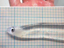 Kumpulan Hewan Transparan yang Bikin Mata Terpukau