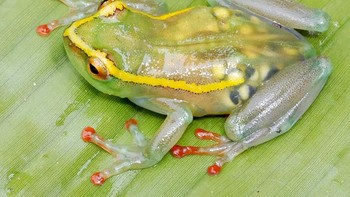 Hyperolius leucotaenius adalah jenis spesies katak yang transparan, kita bisa lihat bagian organ bahkan tampak telur-telur dalam tubuhnya. Spesies katak ini ditemukan di Sungai Elila, bagian tenggara Kongo. (Foto: boredpanda)