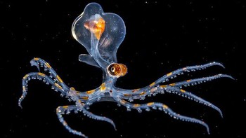 Seekor gurita transparan yang hanya memiliki lebar sekitar 2cm. Hewan ini dapat terlihat di malam hari di perairan pantai lepas Tahiti. Bintik-bintik warna oranye pada tentakelnya tersebut digunakan sebagai pelindung diri untuk menyamarkan dari pandangan musuh. (Foto: boredpanda)