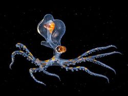 Kumpulan Hewan Transparan yang Bikin Mata Terpukau