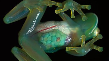 Ini adalah katak gelas, termasuk dalam keluarga katak Centrolenidae. Kita dapat melihat seluruh organ dalam tubuhnya. Ukuran katak ini bervariasi, sekitar 20 - 30 cm. Katak ini aktif pada malam hari dan sering berada di aliran sungai sehingga sulit ditangkap. (Foto: boredpanda)