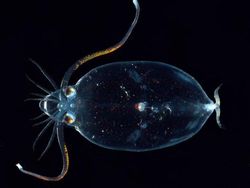 Kumpulan Hewan Transparan yang Bikin Mata Terpukau