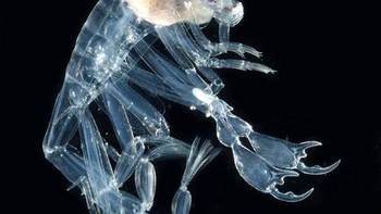 Phronima jenis hewan ini dapat ditemukan di lautan Atlantik Utara. Makhluk kecil ini memiliki tubuh yang menyerupai udang. (Foto: Internet)