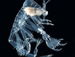 Kumpulan Hewan Transparan yang Bikin Mata Terpukau