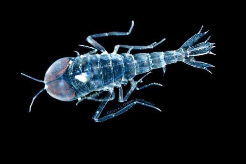 Kumpulan Hewan Transparan yang Bikin Mata Terpukau