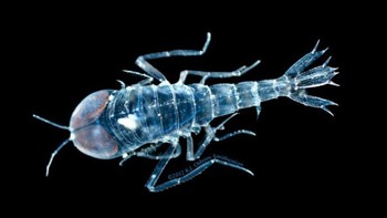 Amphipod transparan adalah hewan tembus pandang yang sebagian besar ditemukan di kedalaman laut Atlantik Utara dan beberapa daerah di dunia. Ia memiliki ukuran tubuh sekitar 10-15mm. (Foto: Internet)