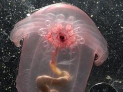 Kumpulan Hewan Transparan yang Bikin Mata Terpukau