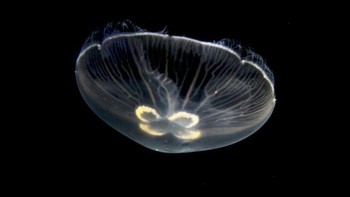 Ubur-ubur transparan yang bisa ditemui di pesisir pantai atau lepas pantai bahkan ia juga bisa ditemukan di air tawar. Jenis hewan ini memiliki ukuran sangat beragam mulai dari 1mm sampai 2 meter. (Foto: Internet)