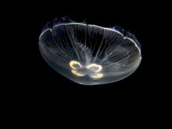 Kumpulan Hewan Transparan yang Bikin Mata Terpukau