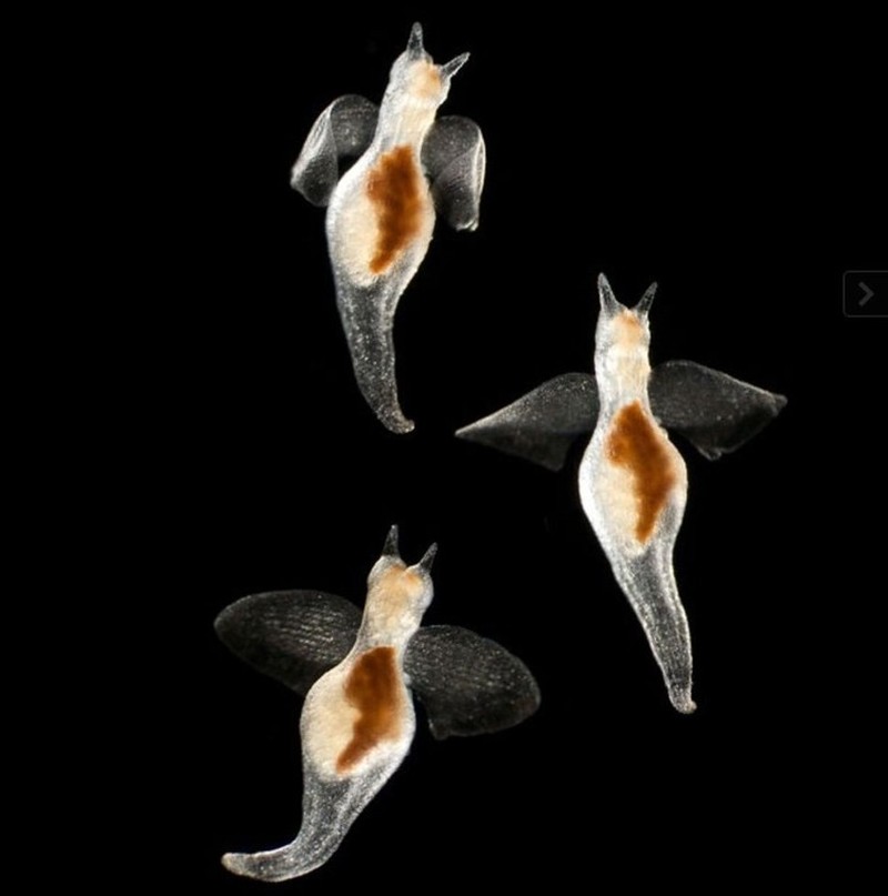 Kumpulan Hewan Transparan yang Bikin Mata Terpukau