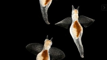 Clear Slug adalah hewan sejenis bekicot namun memiliki tubuh yang transparan dan tidak memiliki cangkang. (Foto: Internet)