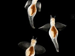 Kumpulan Hewan Transparan yang Bikin Mata Terpukau