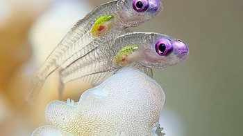 Ikan-ikan kecil dengan tubuh transparan. (Foto: Boredpanda)