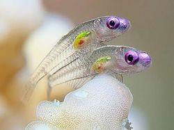 Kumpulan Hewan Transparan yang Bikin Mata Terpukau