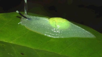 Siput laut transparan atau dikenal dengan Sea Angel. Memiliki tubuh mungil, siripnya berfungsi untuk berenang di laut. (Foto: Internet)