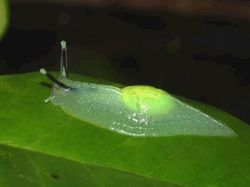 Kumpulan Hewan Transparan yang Bikin Mata Terpukau