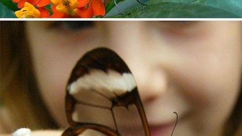 Sayap kupu-kupu cantik ini bisa tembus pandang, ini adalah jenis kupu-kupu Galsswinged (Greta oto). Kupu-kupu ini dapat sebagian besar dapat ditemukan di Chili, New York, Amerika Serikat. (Foto: boredpanda)