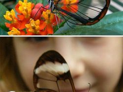 Kumpulan Hewan Transparan yang Bikin Mata Terpukau