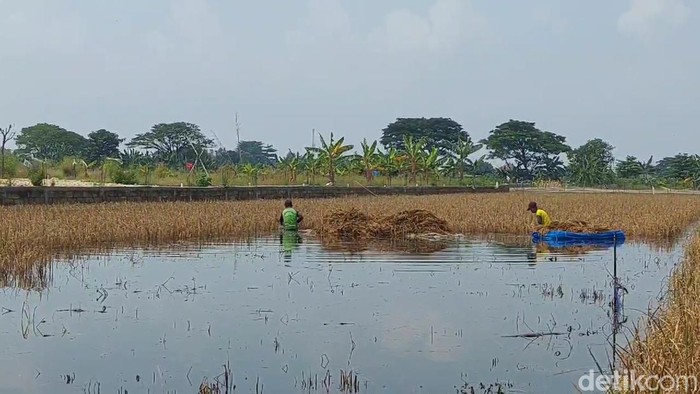 Lahan sawah yang kebanjiran di Undaan, Kudus, Selasa (26/3/2024).
