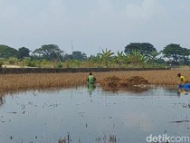 Terendam Banjir, 2.495 Hektare Sawah di Kudus Puso