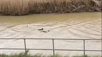 Lagi, Lumba-lumba Kedapatan Berenang di Sungai Keruh