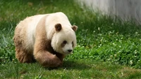 Panda Tidak Semuanya Hitam Putih