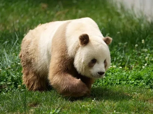 Panda Tidak Semuanya Hitam Putih