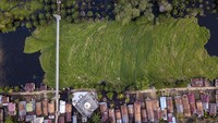 Belasan rumah di bantaran Sungai Kumpeh tersebut roboh akibat terseret tumpukan gulma yang hanyut terbawa arus sungai itu.