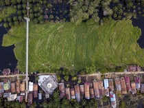 Penampakan Tumpukan Gulma di Sungai Kumpeh Jambi