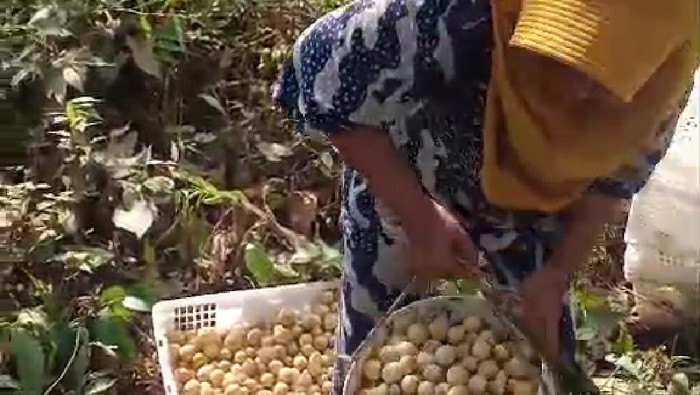Petani Duku, Rima saat lagi isi buah duku hasil panen